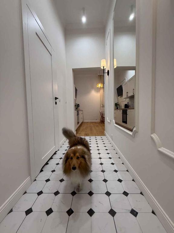Korytarz z psem